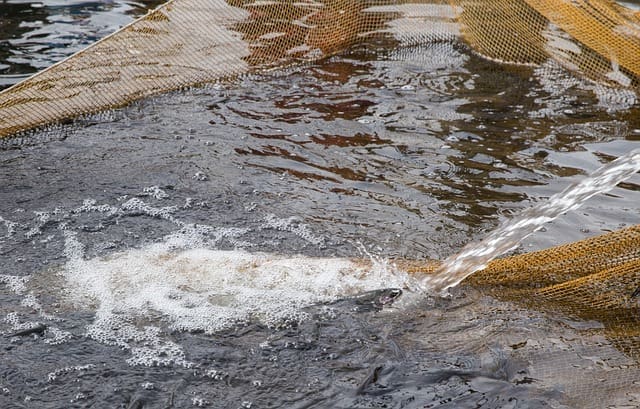 Ozone offers significant benefits for aquaculture in the UK, improving water quality, promoting fish health, and supporting sustainable practices.