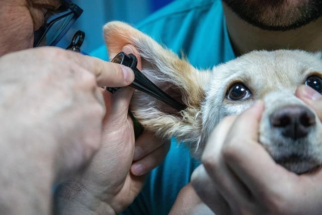 the benefits of using ozone in veterinary clinics