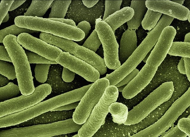 Ozone for disinfecting and eliminating Escherichia coli