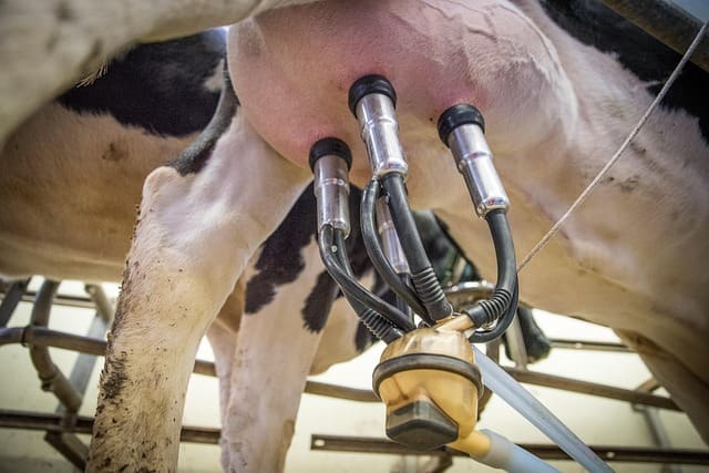Use of Ozone in the Dairy Industry