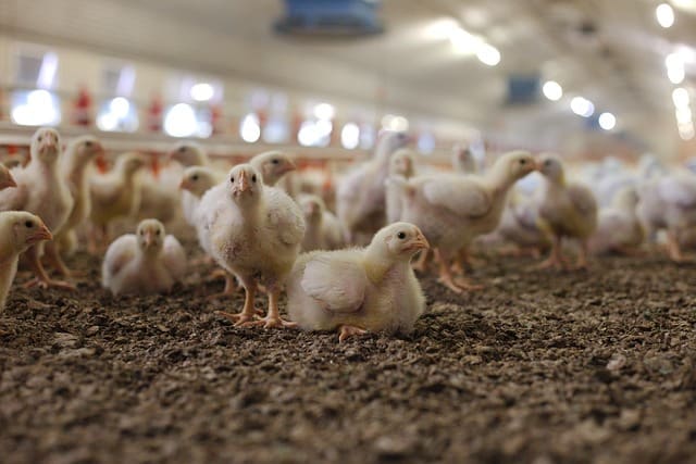 Advantages of Using Ozone in poultry Farming