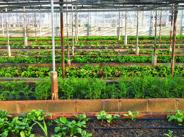 ozonating irrigation/recirculation water in greenhouse