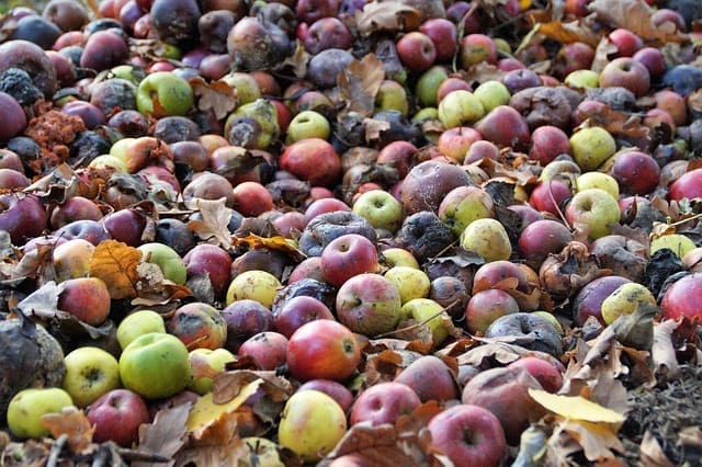 Using Ozone in Post-Harvest Storage to Extend Shelf Life of Fruits and Vegetables